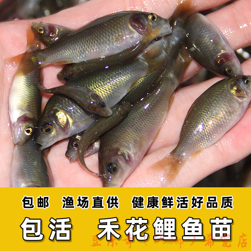 豆乐奇(douleqi)禾花鲤苗淡水养殖食用稻田鱼活体鱼 禾花鲤2-4cm5条