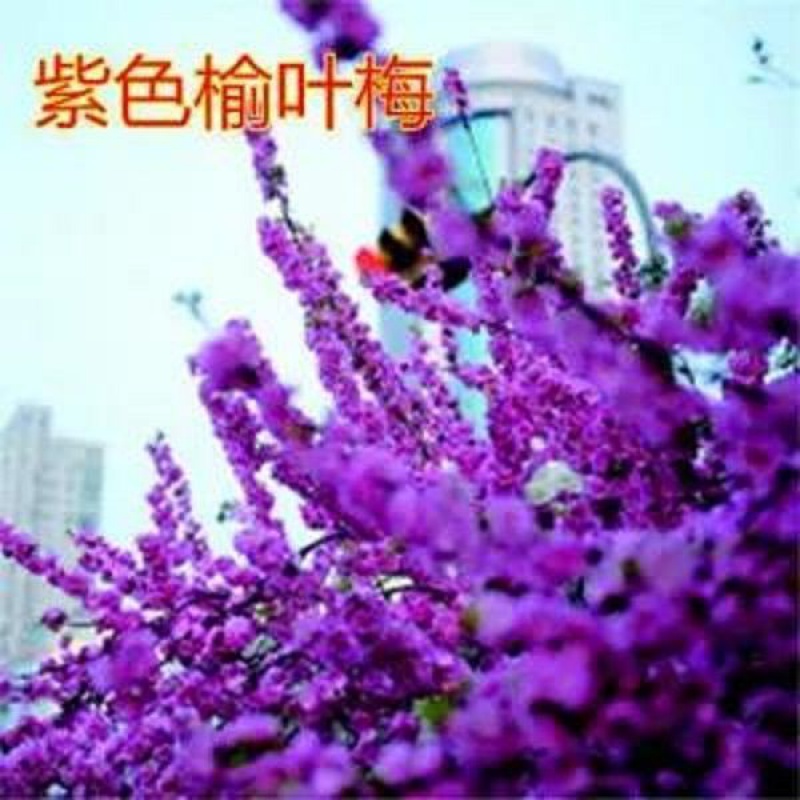 浓香型梅花盆栽地栽盆景树苗红梅腊梅花卉绿植耐寒植物 紫色榆叶梅