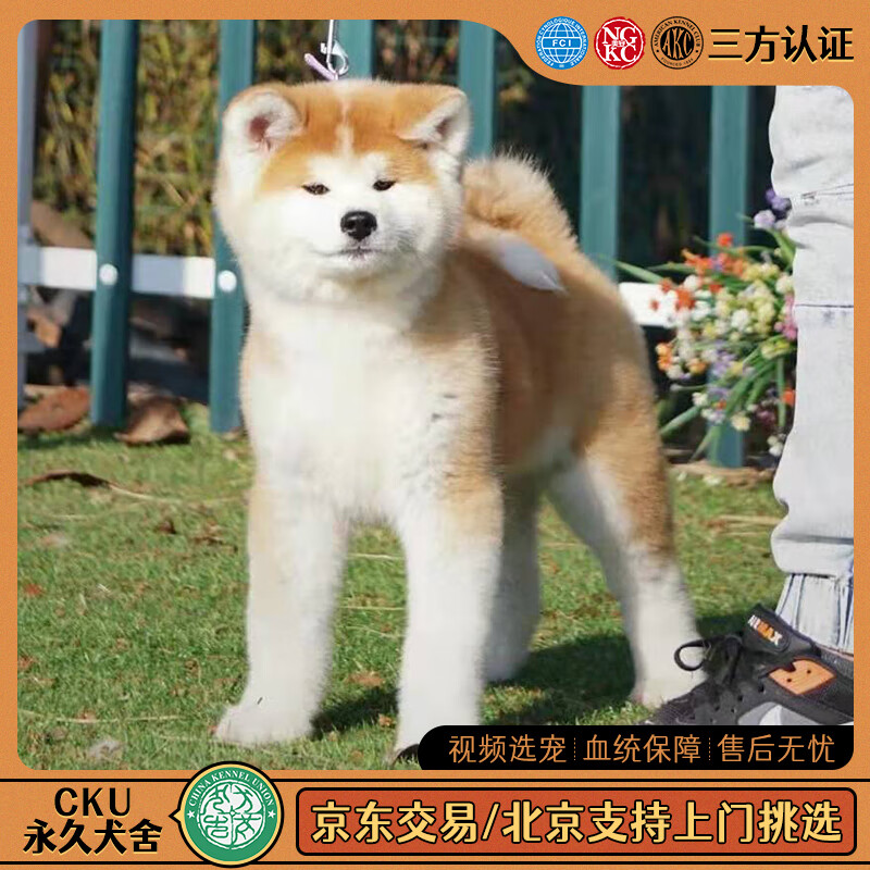 别态萌北京犬舍 纯种日本秋田犬幼犬宠物活体狗狗 日系美系秋田赛级
