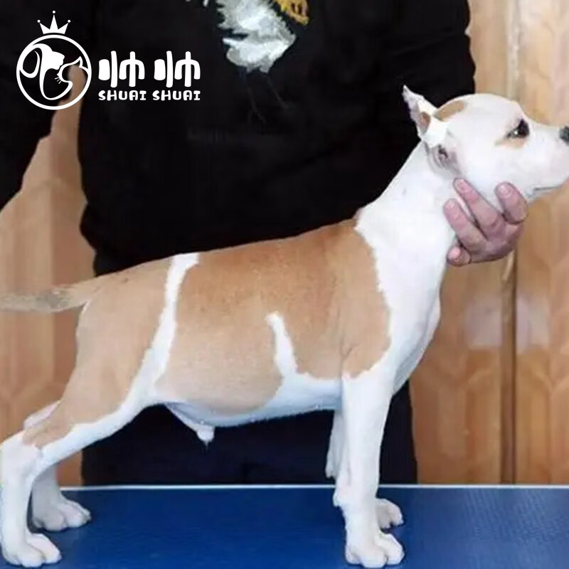 帅帅名宠北京犬舍  美国斯塔福梗斗牛 幼犬活体 幼崽小狗视频挑选纯种