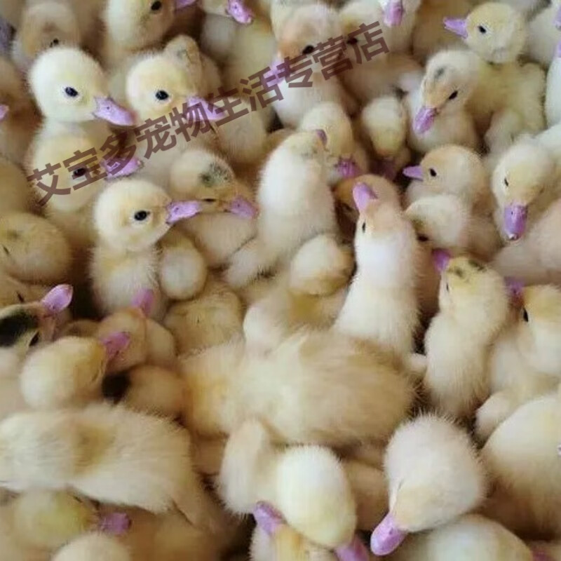 麻鸭大种麻鸭青头麻鸭 鸭苗旱鸭番鸭 鸭苗鸭子活苗小鸭活苗(30只起发)