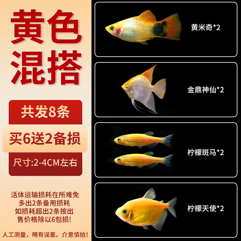 玛丽鱼观赏鱼淡水小型好养活小鱼热带鱼米奇胎生鱼观赏鱼 黄色混养