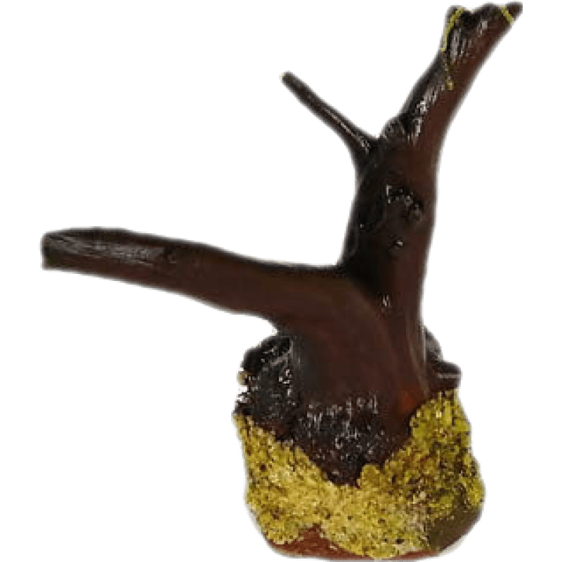 ɭԨĪ˹��ˮ������쾰������ˮ����ˮ�������˳�ľ��׻��嵭ˮֲ�� ��ƷĪ˹��(��10-12cm��ͷ) 57.34Ԫ