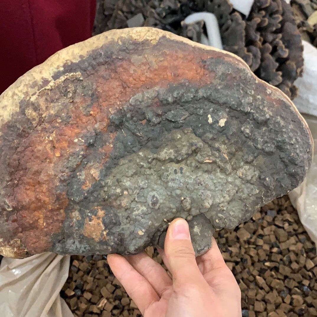 野生红层缘孔菌:长白山红缘拟层孔菌:野生红带菌松生层孔灵芝 500g