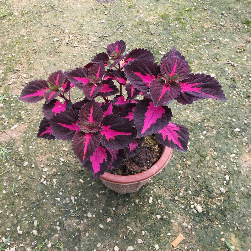 曦凰彩叶草盆栽花卉五彩苏观叶植物阳台庭院办公室好养绿植 紫色中苗
