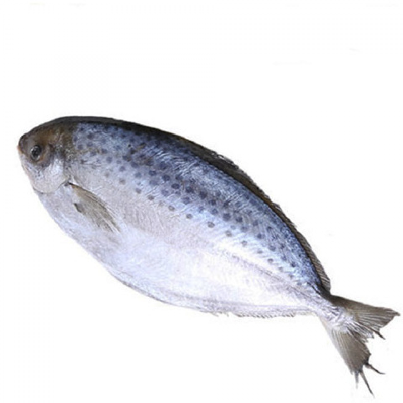 6券后价【南极鲳鱼