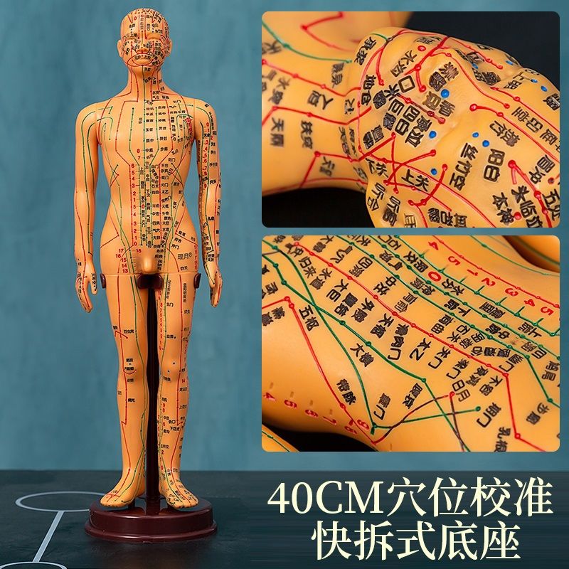 人体经络模型人偶医用教学模具中医按摩全身小皮人数字定位经络穴位