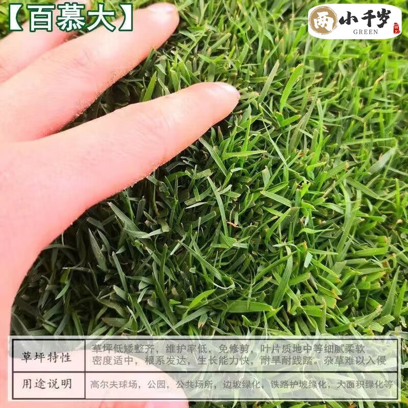 四季青庭院耐旱耐踩黑麦草狗牙根草子种护坡绿化种子百慕大净籽1斤1斤