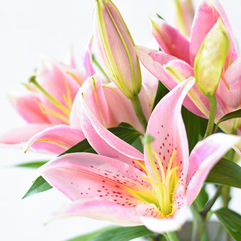 花与千城粉色香水百合8-10个花苞      顺丰发货