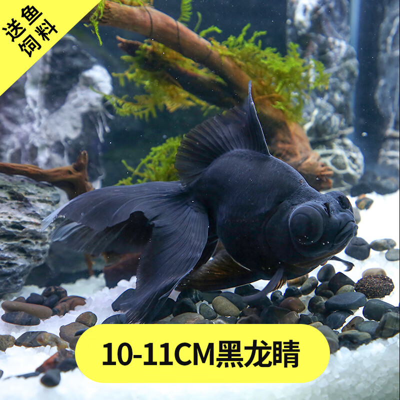 鱼大鱼淡水冷水金鱼活体招财鱼金鱼活鱼 10-11cm精品大眼黑龙睛1条