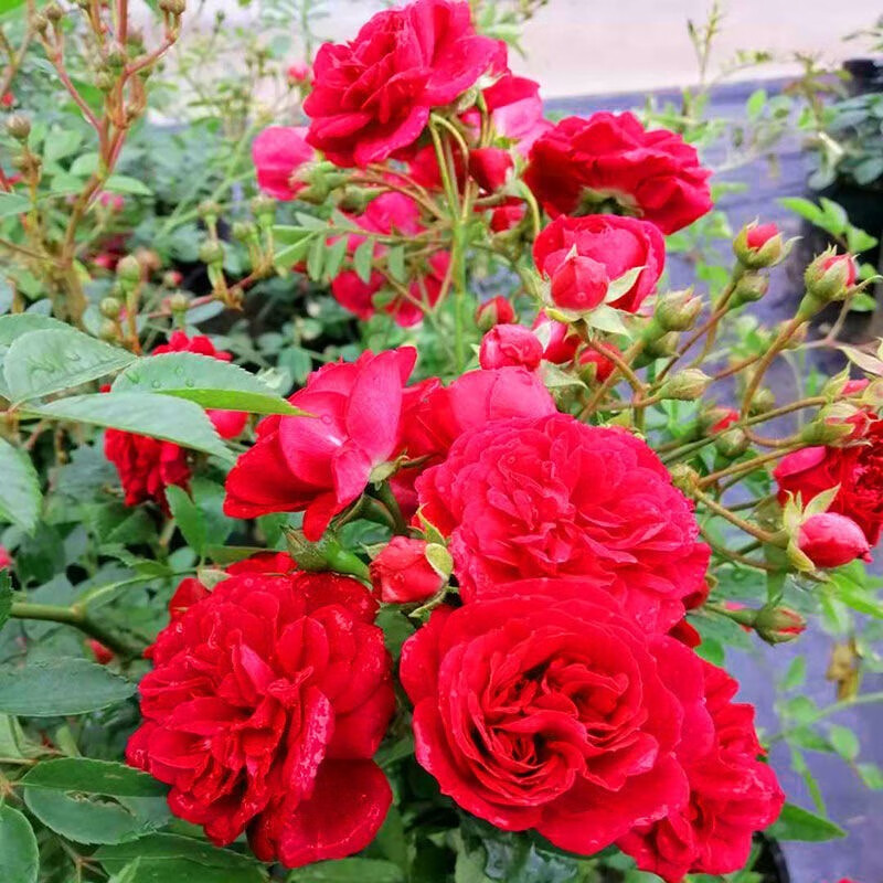 慕尔森红木香爬藤植物重瓣花苗黄木香盆栽室内庭院花卉花期带花苞蔷薇