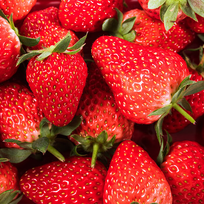千园九味大凉山奶油草莓红颜99 新鲜水果草莓生鲜现摘发送女朋友礼物女生 【顺丰到家】彩箱送礼奶油草莓2盒特大果