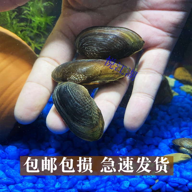 悦江湖杜氏珠蚌圆顶珠蚌小河蚌原生活体宠物淡水冷水鳑鲏旁皮繁殖除藻
