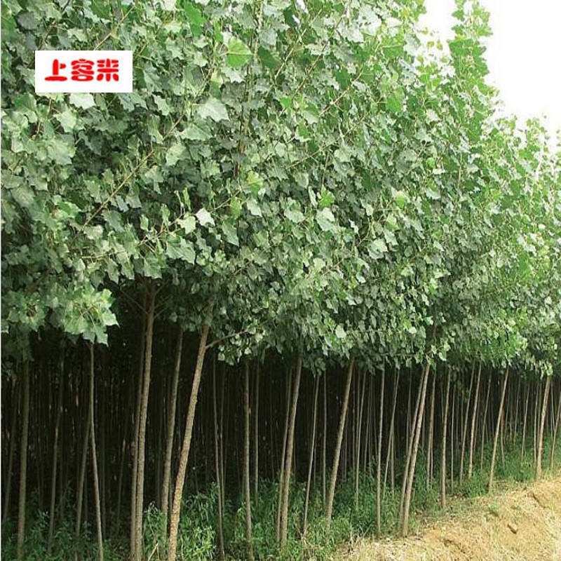 上客来白杨树苗无絮2025速生杨扦插条植树造林河堤道路107速生杨树苗