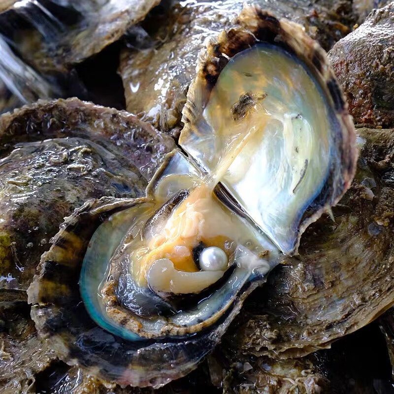 甘夏 aoya海水珍珠蚌自己开 马氏贝大河蚌寄蚌自己开海水珍珠蚌 6-9mm