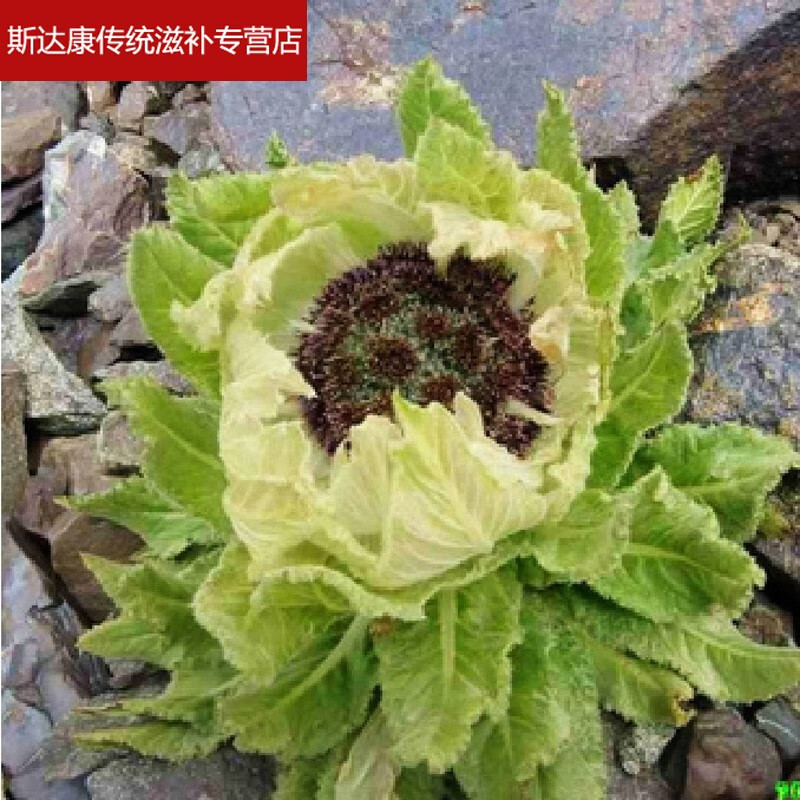 【官方旗舰】伟博天山雪莲花正宗新疆特产高海拔8年大雪莲干花名贵中