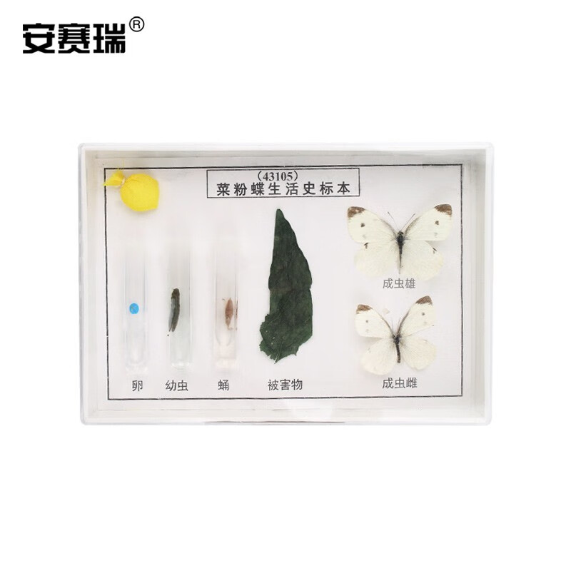 安赛瑞 菜粉蝶生活史标本(6种菜粉蝶发育过程形态)科学地理 科普展示