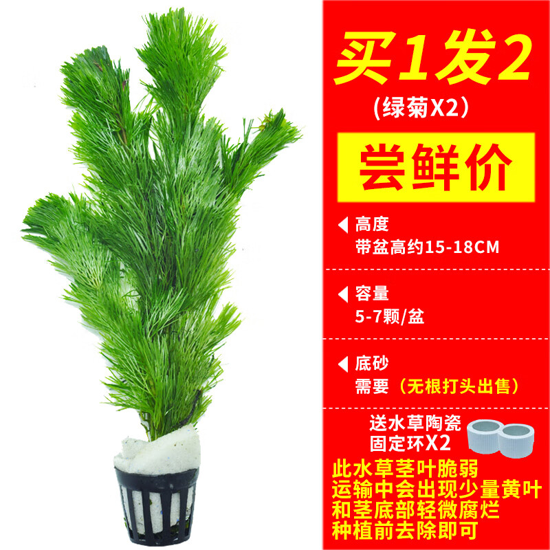 造景套餐蜈蚣草绿菊阴性水草增养新手懒人水草 绿菊(共2盆)带固定环