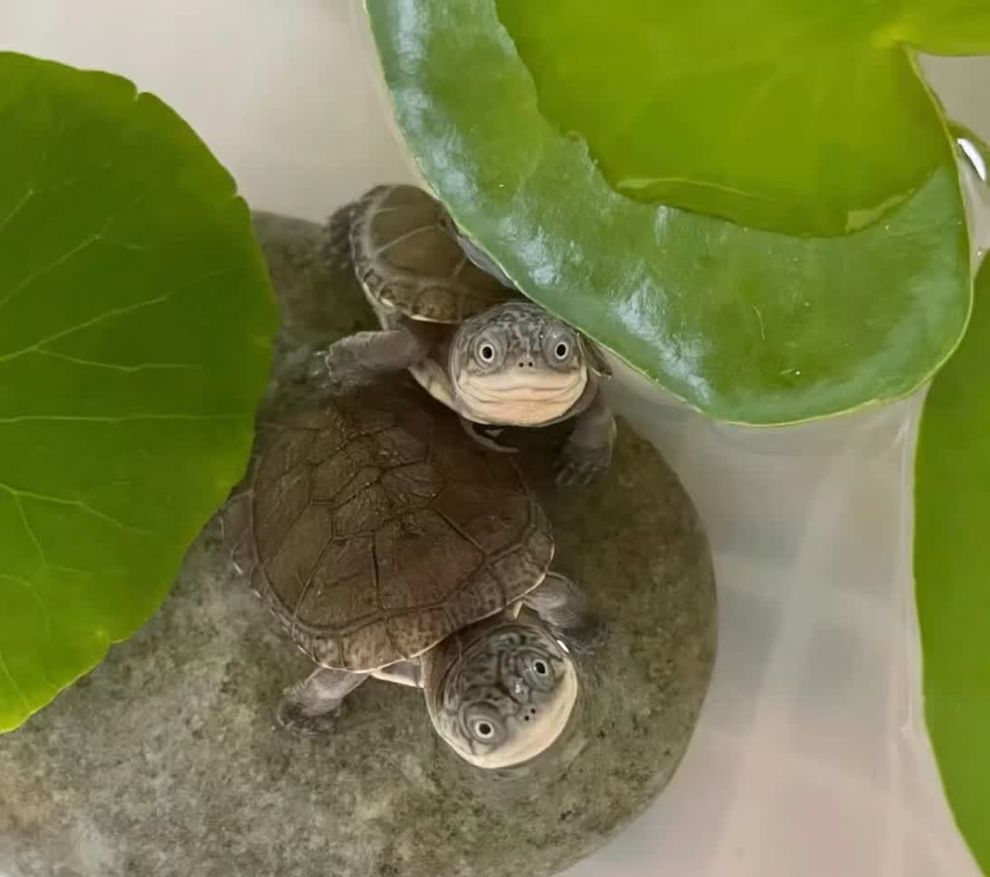 微笑天使沼泽侧颈龟 沼泽侧颈龟一只