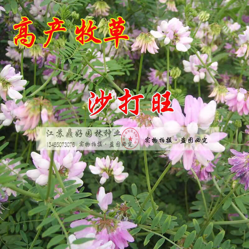 多年生牧草种子沙打旺牧草种子耐旱耐盐碱沙地牧草种子黄芪籽qcdd