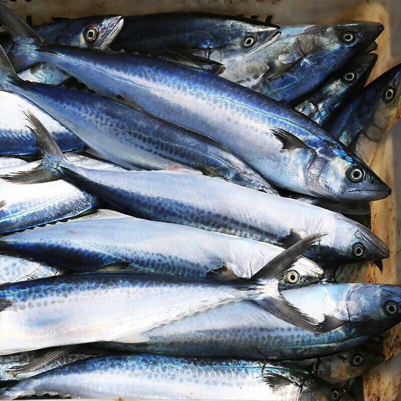 鑫鑫元青岛大鲅鱼新鲜冷冻 整条海鱼似马鲛鱼 生鲜鱼类海鲜 5斤装约6