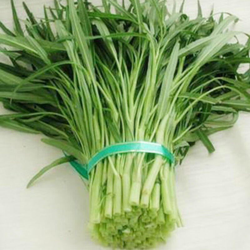 红人迷白梗小叶空心菜种子柳叶空心菜籽白根白骨阳台盆栽四季播蔬菜