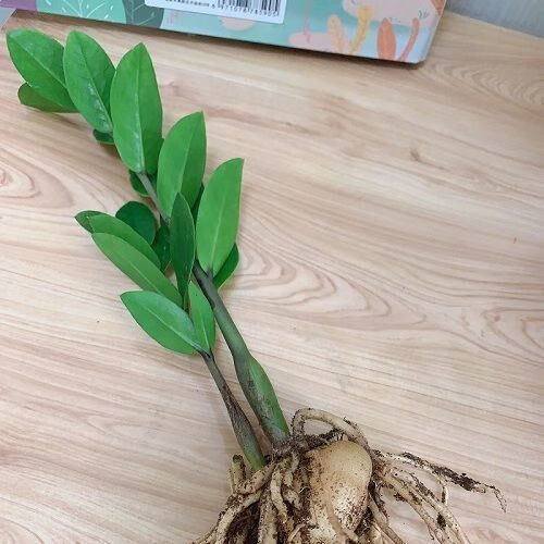 金钱树盆栽摇钱树花卉盆栽室内绿植物四季开花防辐射吸甲醛盆景 15