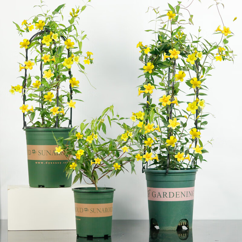 法国香水虎头茉莉年宵花卉冬季耐寒绿植小盆栽飘香藤花苗爬藤植物好养