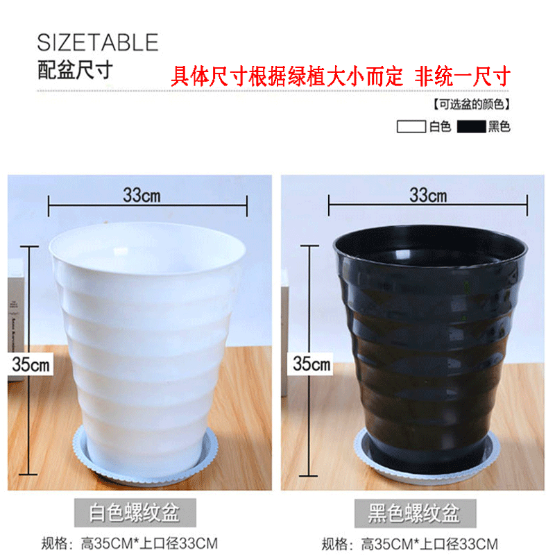 叹为观止大型植物鸭脚木办公室室内客厅大盆景植物盆栽花卉绿植苗八方来财 90到1米高如此图展示 含盆