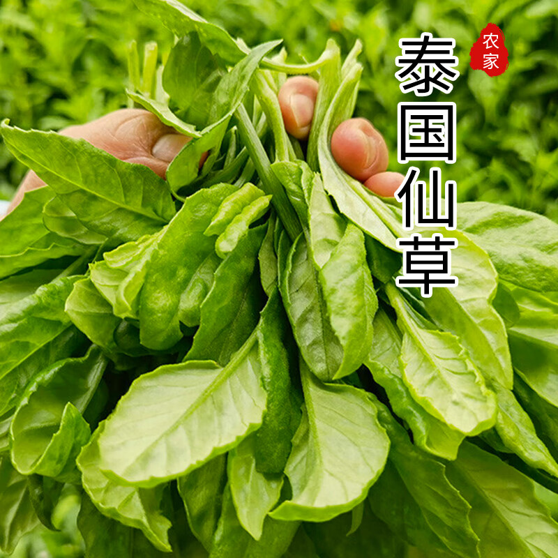 食点鲜 泰国仙草原生态种植 280g s dx