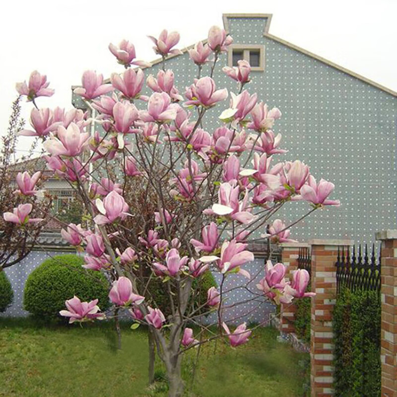 紫玉兰树苗娇红一号二乔玉兰白黄红望春玉兰庭院大型绿化苗木盆栽 1cm