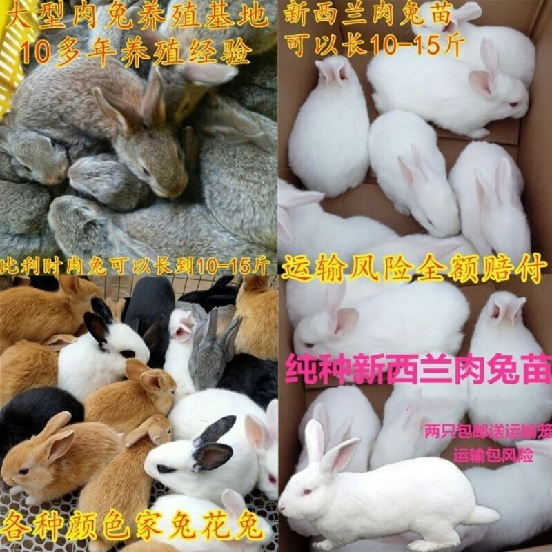 兔子大形巨形兔子公母一对兔子一对幼崽兔子活体家养小白兔 随机颜色