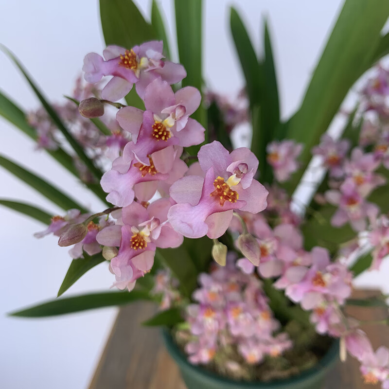 文心兰水培 带花苞文心兰水培植物室内观花盆栽梦香兰水养香水跳舞兰