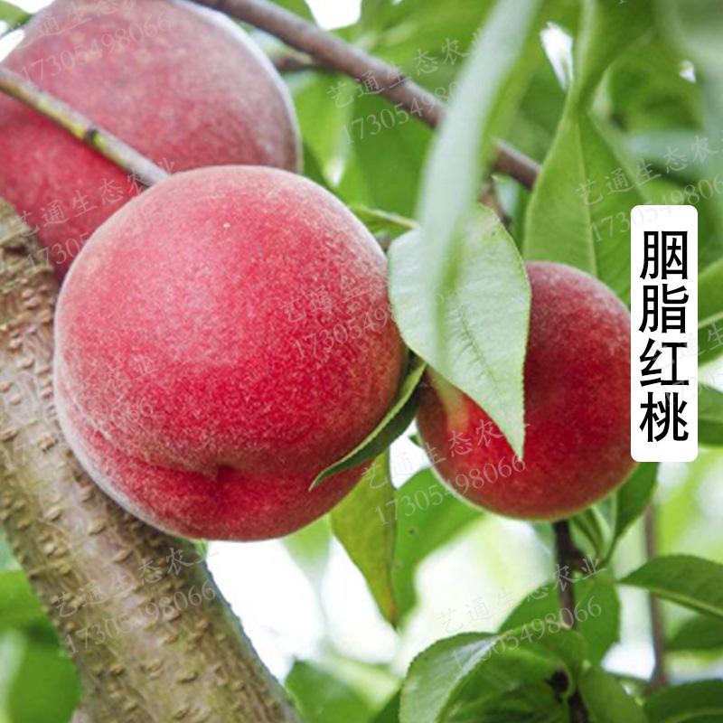 嫁接桃苗盆栽地栽当年结果南方北方种植 胭脂红桃 5年苗以上当年结果