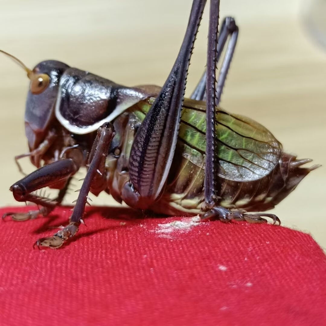 朵芮蜜炮筒蝈蝈新脱蝈蝈绿蝈蝈憨叫声蝈蝈蝈蝈大音量蝈蝈野生 中号