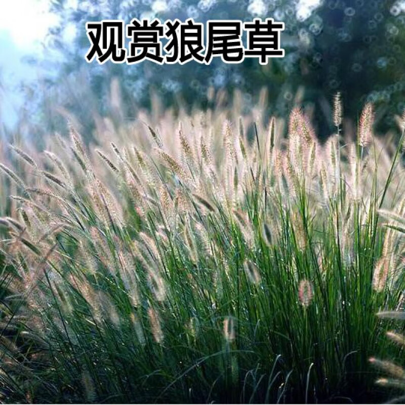 花乡古韵狗尾草种子观赏狼尾草种旱地常见芮草沙漠牧草杂草护坡草花乡