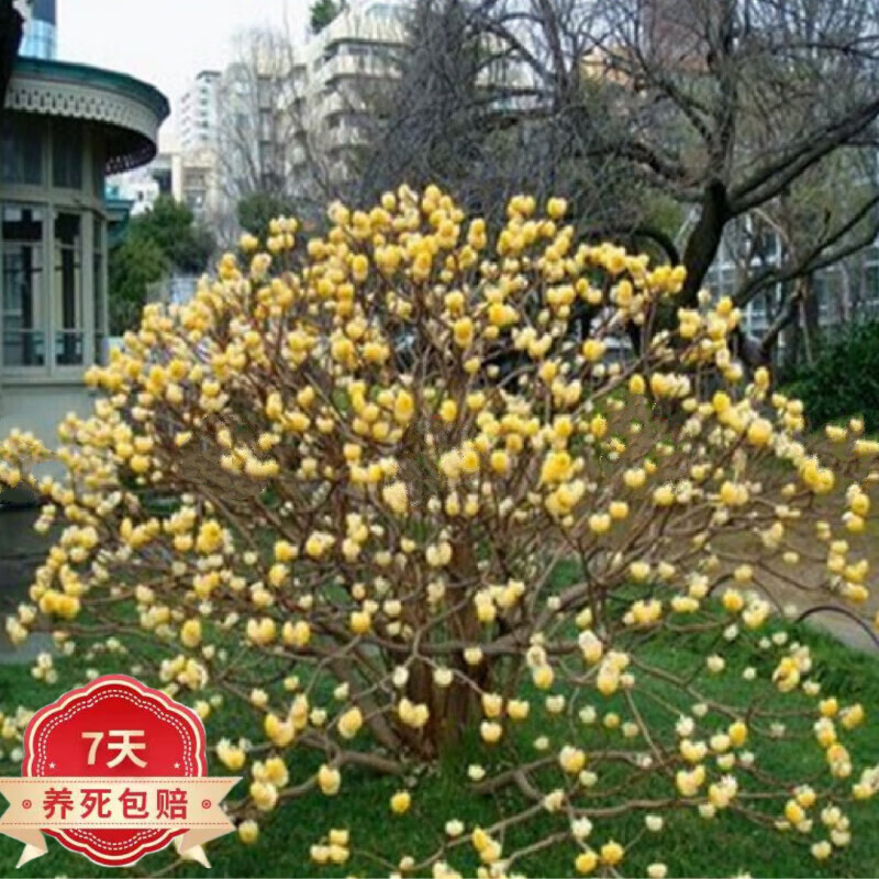 听雪楼   庭院植物结香苗结香花苗结香大小苗金腰袋打结花梦冬花浓香