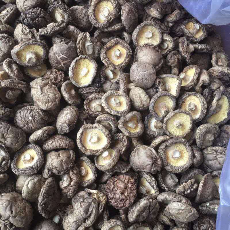 香菇干货新货无根野生香菇鲁山出口级农家土特产新菇肉厚干蘑菇 30g