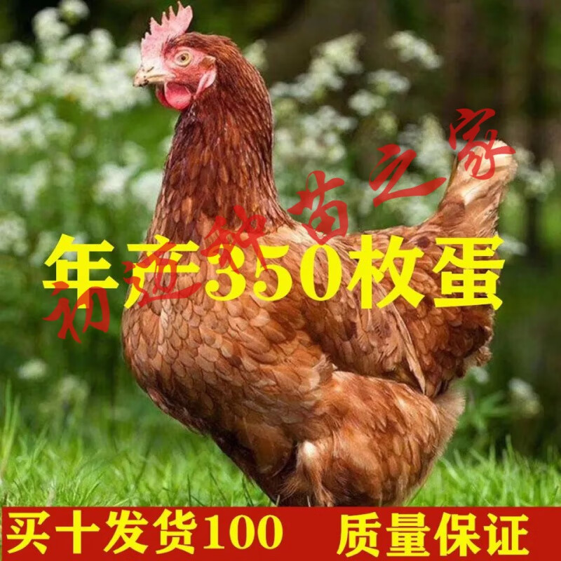 鸡苗活体批发大种土鸡活体 产蛋王鸡苗 买10 10实发20只