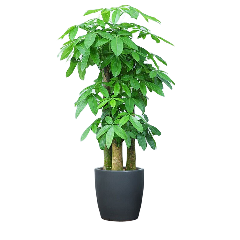 Only youСʱǮɢβ»ͩԿҵǨ ߷