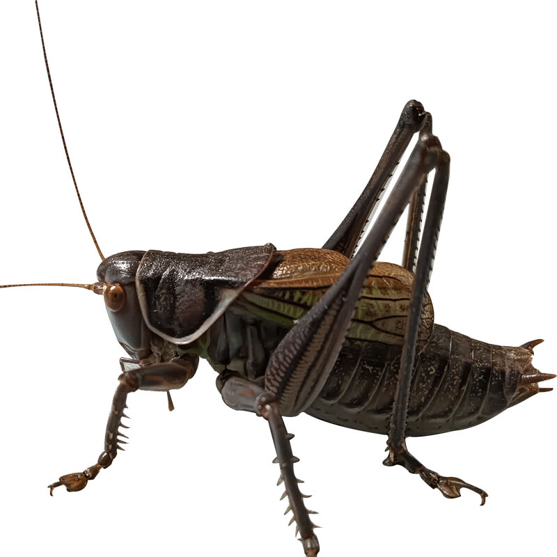 蝈蝈活体 山东铁皮大蝈蝈绿蝈蝈山青叫蝈蝈油子鸣虫活虫活物包活 精挑