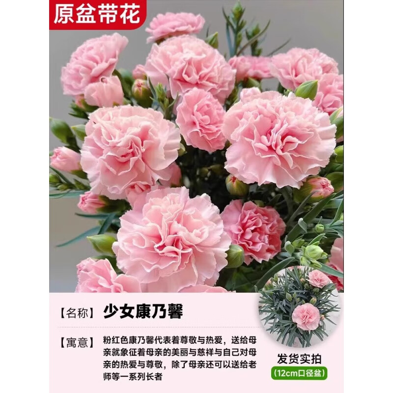 花友 康乃馨盆栽带花苞花卉植物花苗 少女粉康乃馨盆栽