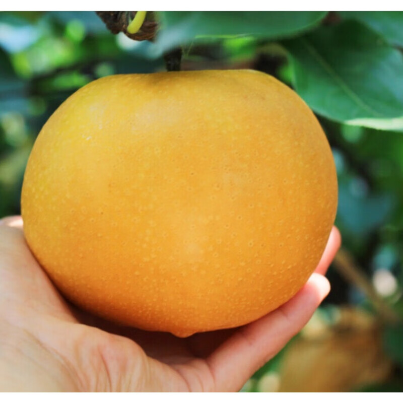 鲜乐季大果山东莱阳秋月梨丰水梨时令水果大果当季梨子 5斤 中果