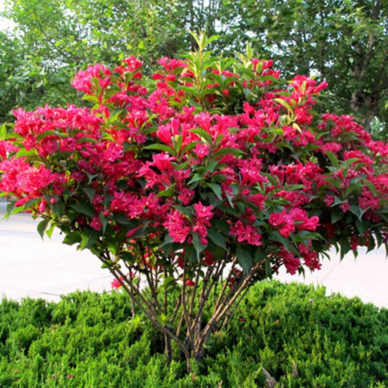 锦带花庭院花卉盆栽地栽美国红王子锦带花苗锦带苗绿篱灌木四季种植