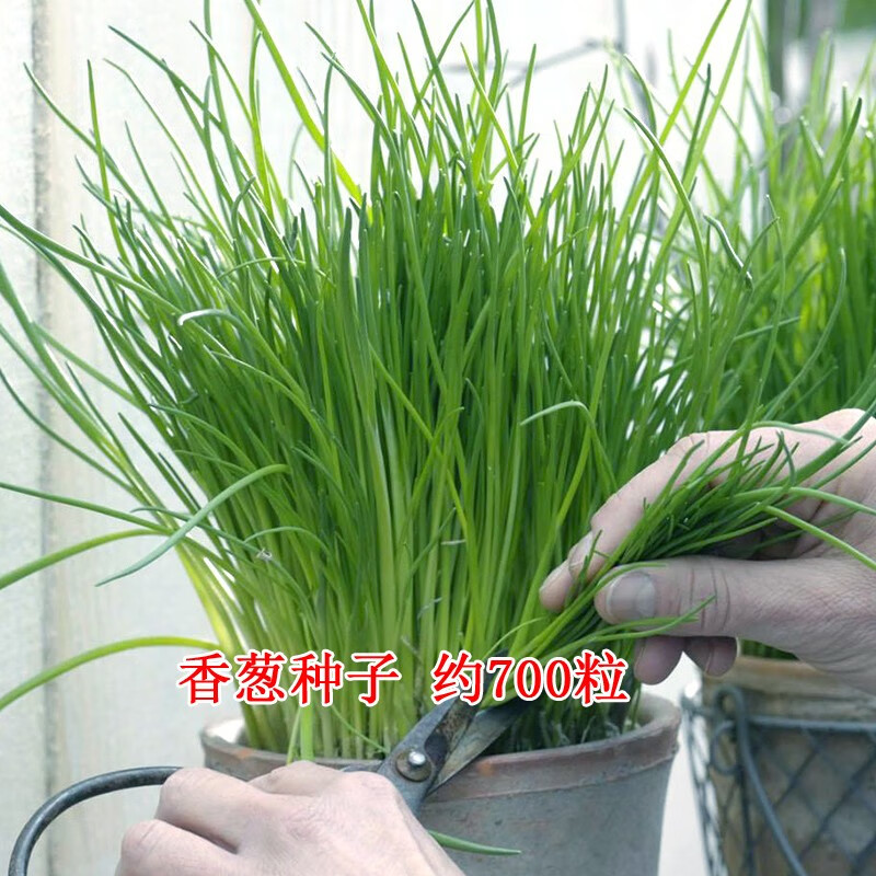 苏购蔬菜种子四季播盆栽阳台庭院香菜生菜菠菜小葱简单秋易种籽孑大全