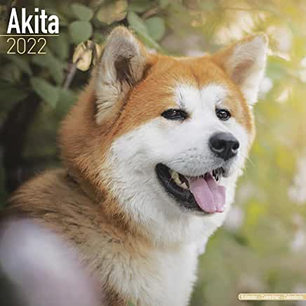 预订akita 2022 wall calendar