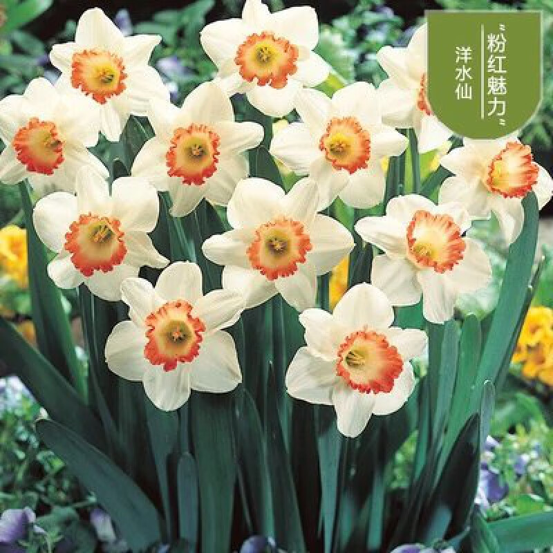 言清进口重瓣水仙花种球水培室内四季水养花卉盆栽植物百合花洋风信子
