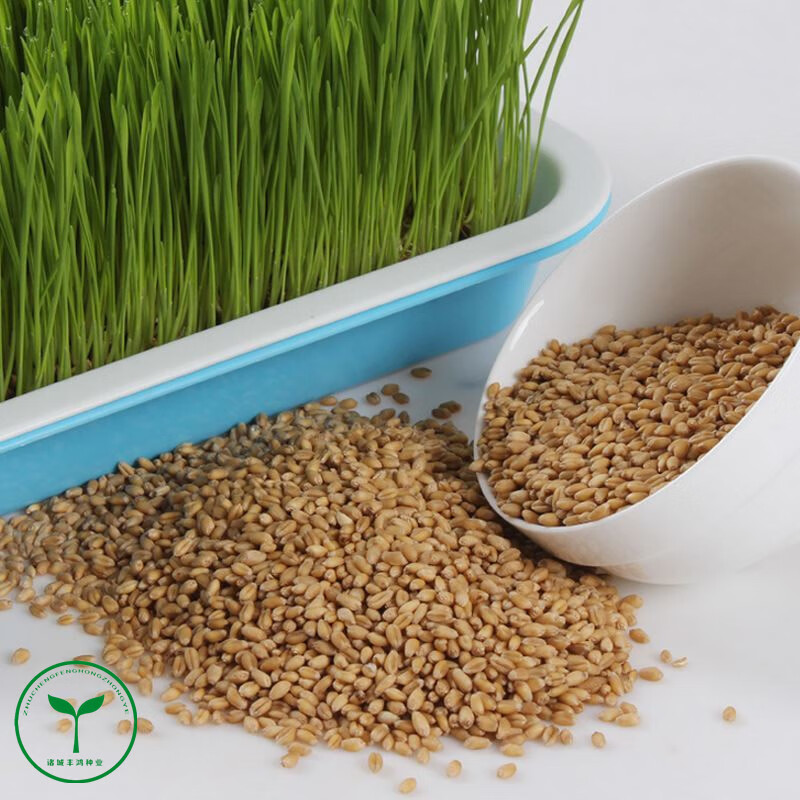 春季小麦草种子回春水麦芽糖榨汁四季种植蔬菜籽芽苗菜小麦草种子