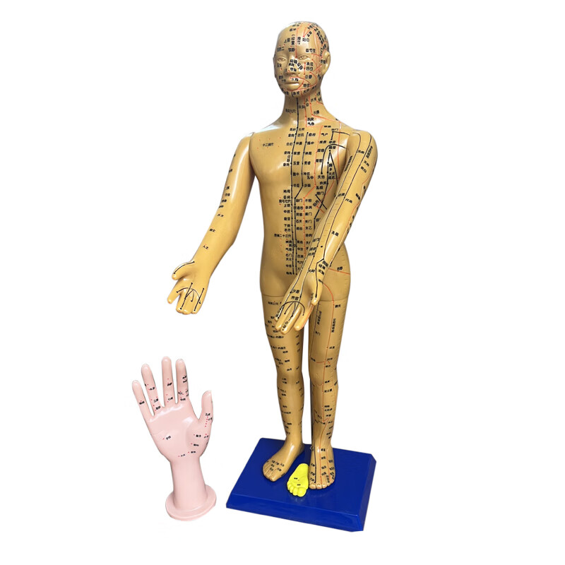 董氏奇穴专用人体针灸经络穴位模型邱雅昌十二正经全身中医刻字版