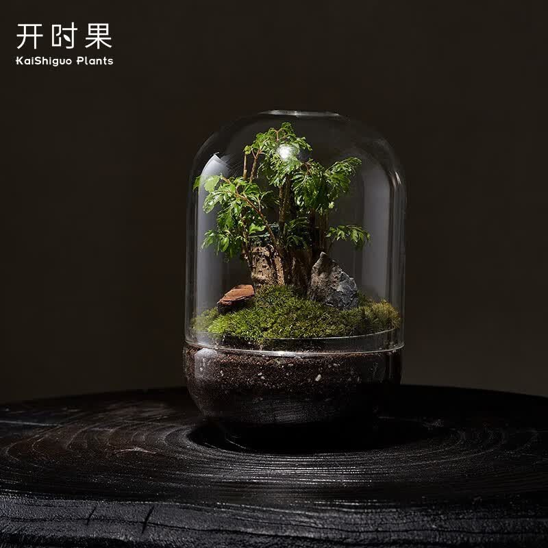 开时果 生命之树创意微景观桌面苔藓 成品礼物盆景好养绿植生态瓶盆栽 世界之树—细叶森桩（成品发货）属于什么档次？